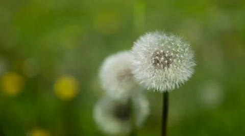 Close-up of dandelion seed puffs in field Stock Footage 24685972