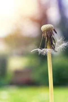 Close up on dandelion seeds Stock Photos