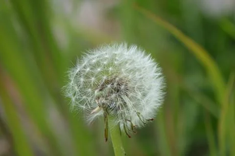 Close up of a dandelion in springtime Stock Photos