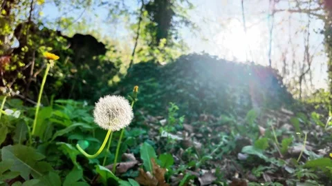 Close-up of a dandelion with sunlight filtering through trees (Lens Flare). Stockbeeldmateriaal 333205817