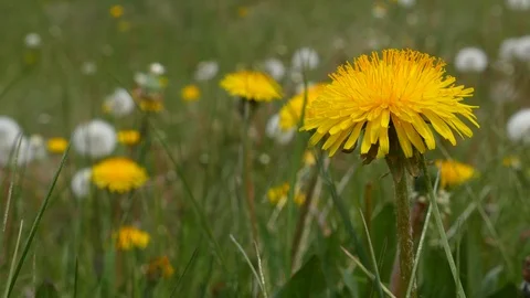 Close up of dandelion swaying in field Stock Footage 111400249