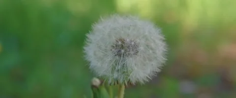 Close up of a Dandelion (Taraxacum) Stock Footage 251715900