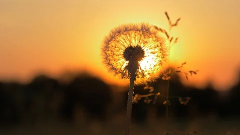 Close-Up Of A Dandelion Through Which The Sun Shines At Sunset With Warm Rays Stock Footage 98681642