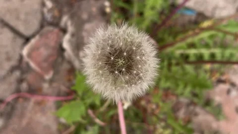 Close - up dandelion top view. Stock Footage 276651630