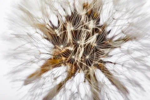 Close-up dandelion tranquil abstract background. Isolated on white Stock Photos