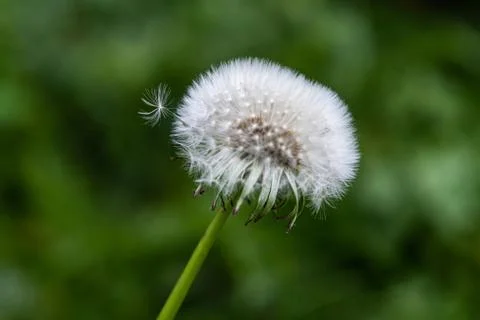 Close up of dandelion, very selective focus Stock Photos