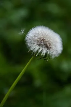 Close up of dandelion, very selective focus Foto stock