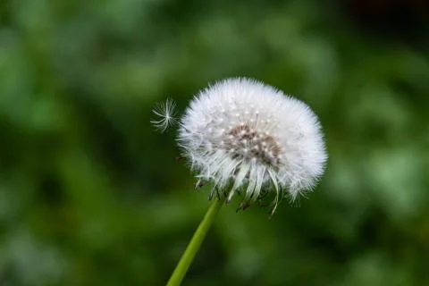 Close up of dandelion, very selective focus Stock Photos