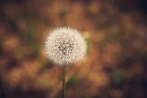 Close up Dandelion Views Stock Photos