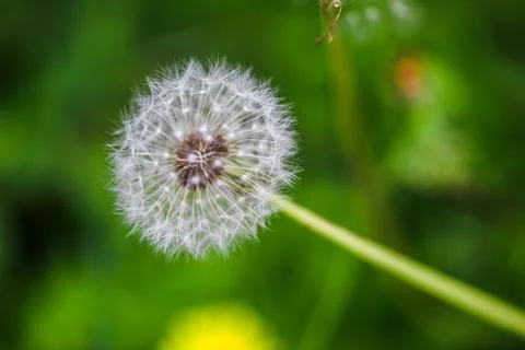 Close up Dandelion Views Stock Photos