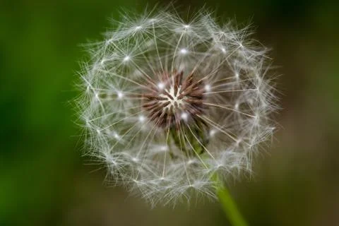 Close up Dandelion Views Stock Photos