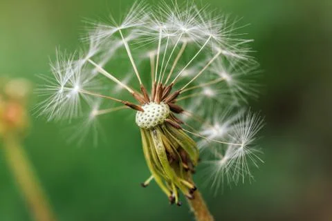 Close up Dandelion Views Stock Photos