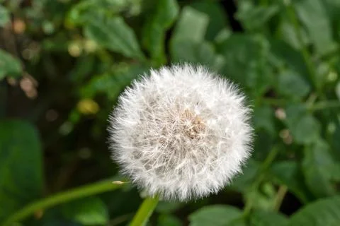 Close-up of dandelion which is at the end of their life cycle, finished with  Foto stock