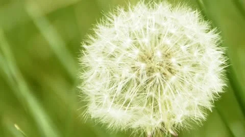 Close-up of dandelion white head 스톡 동영상 11016474