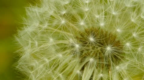 Close-up of dandelion white head 스톡 동영상 12327435