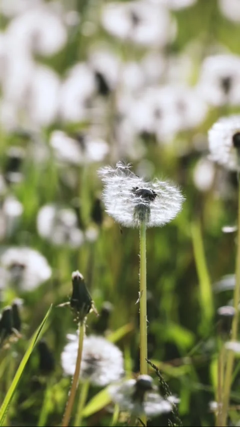 Close-up of dandelions in the field. Nature background Stock Footage 309923251