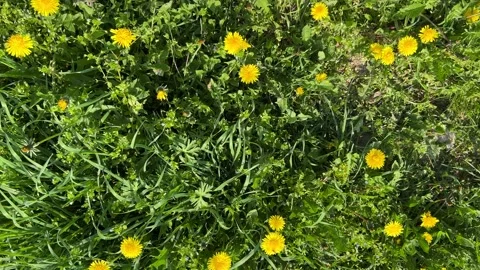 Close-up of dandelions Stock Footage 238613539