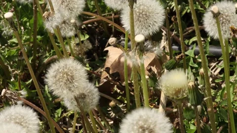 Close-up dandelions in the garden Video stock 186940795