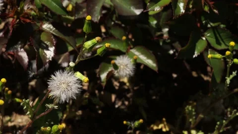 Close-up dandelions in the garden Video stock 186946795