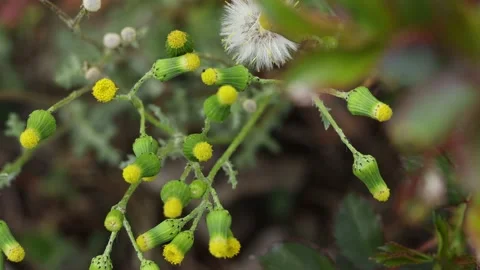 Close-up dandelions in the garden Stock Footage 187028245