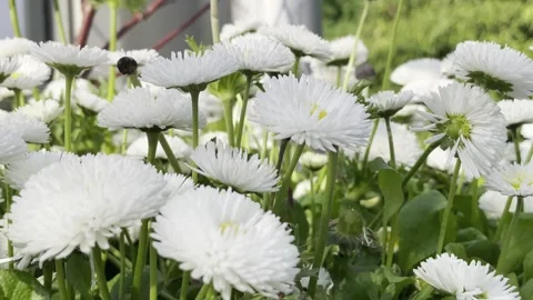 Close-Up of Dandelions Gently Swaying in the Wind on Meadow Stock Footage 308520890