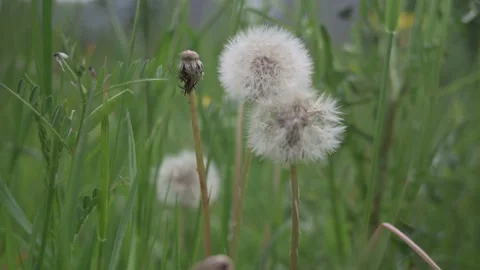 Close-up of dandelions on a meadow blowing in the wind Stock Footage 132281747