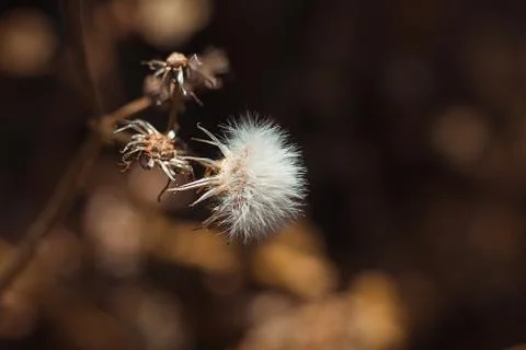 Close-up of a dandelions on the meadow, spring Stock Photos