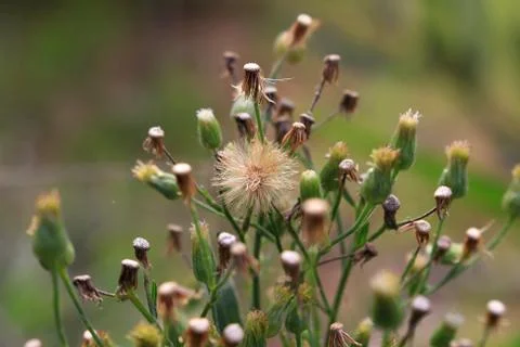 Close-up of a dandelions on the meadow, spring Stock Photos