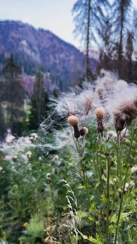 Close Up Dandelions Moving in Wind with Mountain Background in Italy Stock Footage 330120927