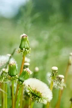 Close-up of dandelions showcasing different life cycle stages in green summer Stock Photos