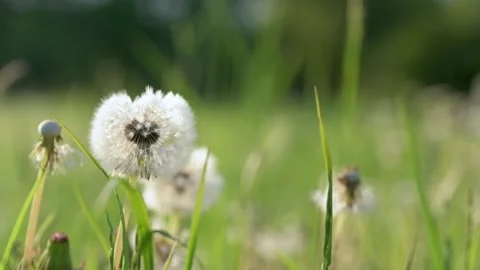 A close-up of dandelions in a sunlit meadow, with a soft focus on the background Vídeo Stock 280506617