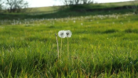 Close-Up of Dandelions in Sunny Meadow Stock Footage 308397633