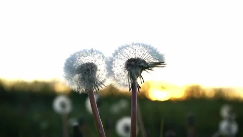 Close up dandelions on sunset background Stock Footage 275198532