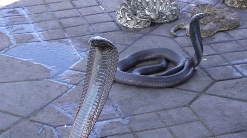 King Cobra Handler Retires After Kissing Snakes For 30 Years