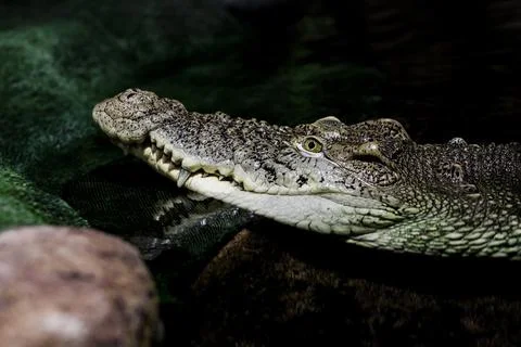Close - up of the dangerous crocodile Stock Photos