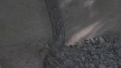 Close up of a dangerous large python snake being picked up by a snake Stock Footage 106929389