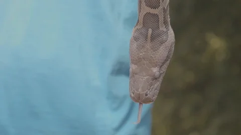 Close up of a dangerous large python snake being picked up by a snake Stock Footage 106929390