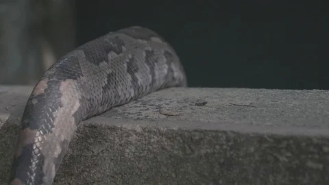 Close up of a dangerous large python snake being picked up by a snake Stock Footage 106929409