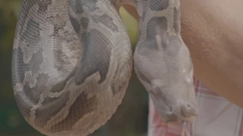 Close up of a dangerous large python snake being picked up by a snake Stock Footage 106929494