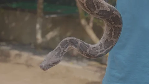 Close up of a dangerous large python snake being picked up by a snake Stock Footage 106929501