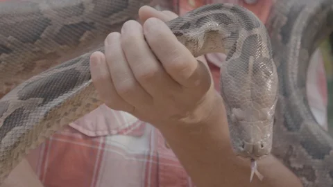 Close up of a dangerous large python snake being picked up by a snake Stock Footage 106929530