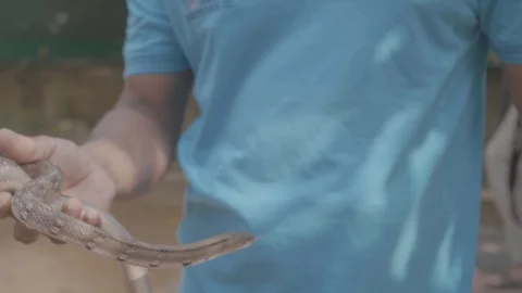 Close up of a dangerous small baby python snake being picked up by a snake Stock Footage 106929444