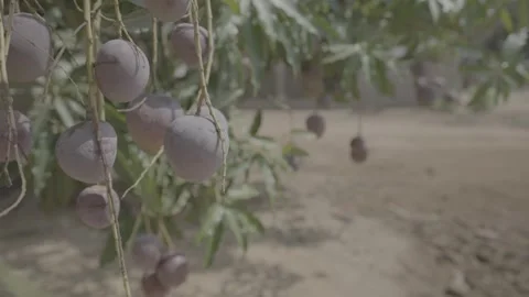 Close up of dangling fruit tree in Sierra Leone Video stock 244737360