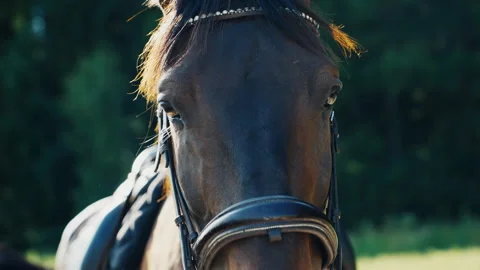 Close-up of a dark bay horse looking downwards Vídeos de archivo 339581559