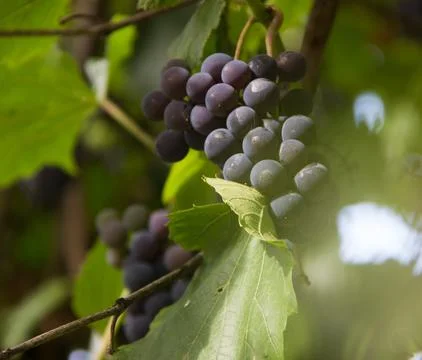 Close up dark blue grape bunch in the sun 스톡 일러스트