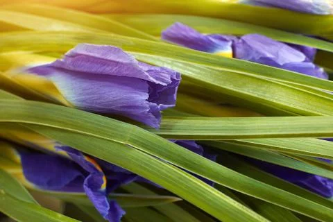 Close up dark blue Iris flower blossom. Concept delicate holiday bouquet of i Stock Photos