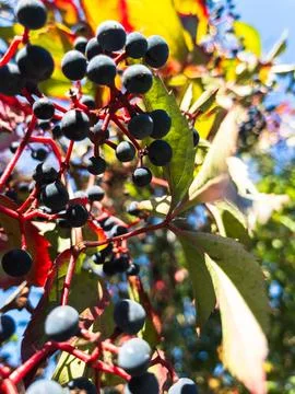 Close-up of dark blue wild berries growing on red stems with green leaves in 스톡 사진
