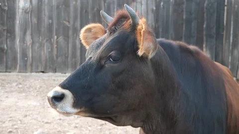 Close-up of a dark brown cow's head. Chewing cow. Stock Footage 289007423