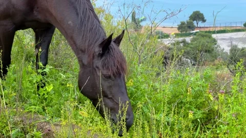 Close up of dark brown horse grazing on Princes Islands in Istanbul Stock Footage 346544827