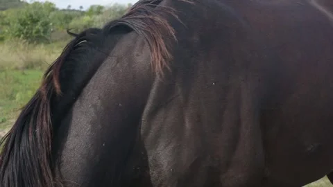 Close-up of a dark brown horse's back and tail, showcasing the texture of the Stock Footage 288636254